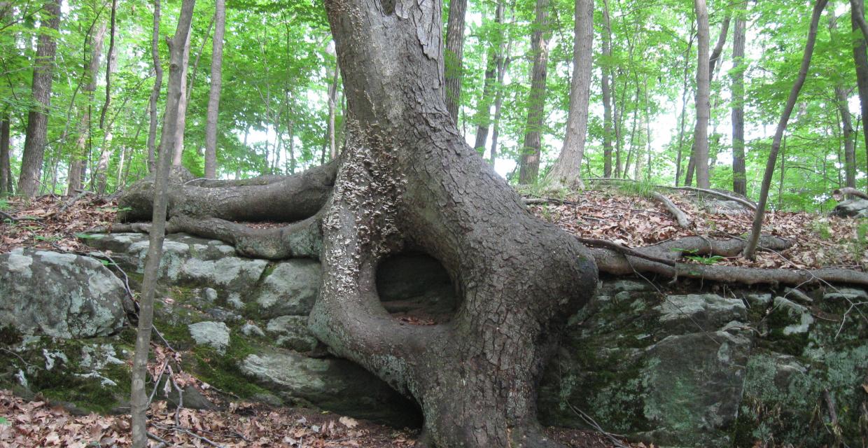 Tree roots flowing over a stone wall Photo: Jane Daniels